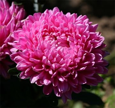 астра китайская Callistephus chinensis